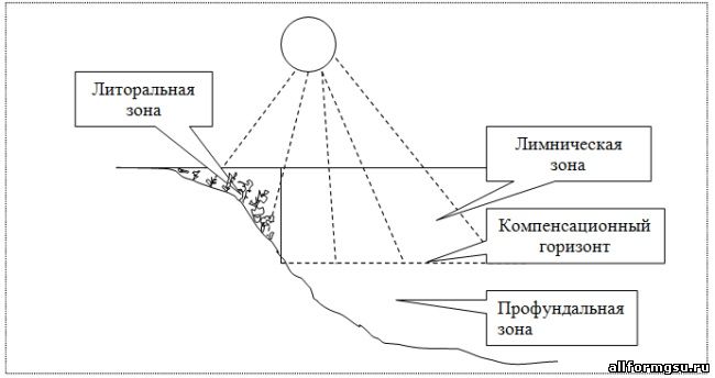 Рис. 9 Три зоны в экосистеме непроточного водоема (по Ю.Одуму.)